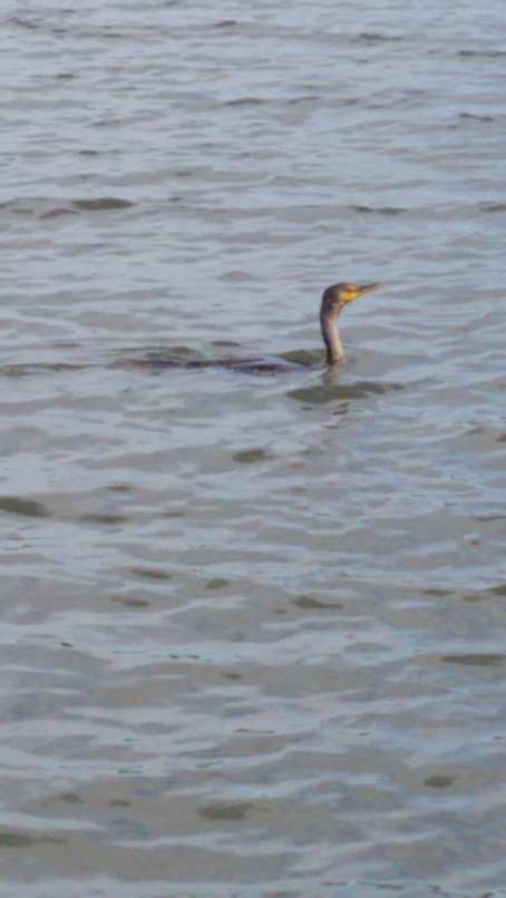 cormorant fishing